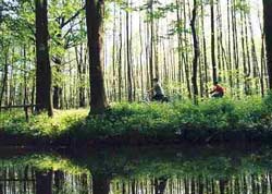 Frühling im Spreewald