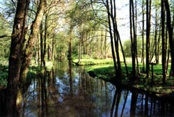 Frühling im Spreewald